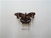 藏品(琉璃蛺蝶)的圖片